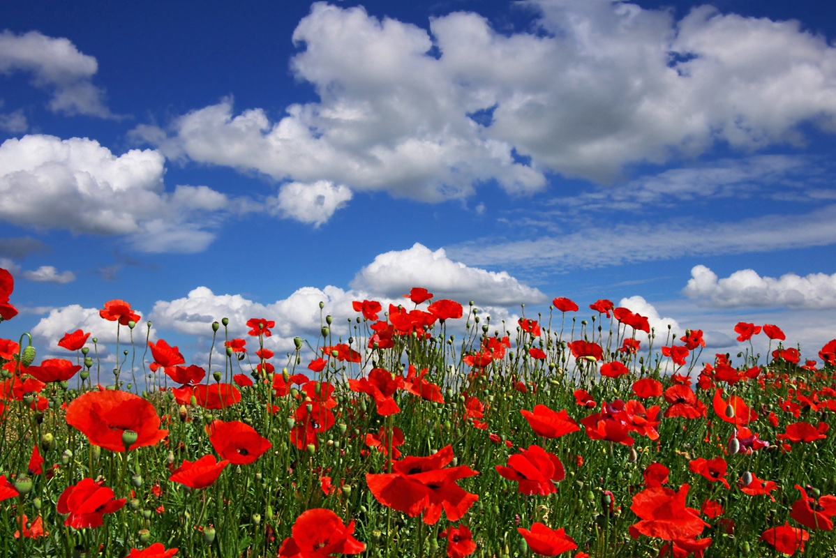 Quando inizia la primavera 2025: frasi per celebrarla