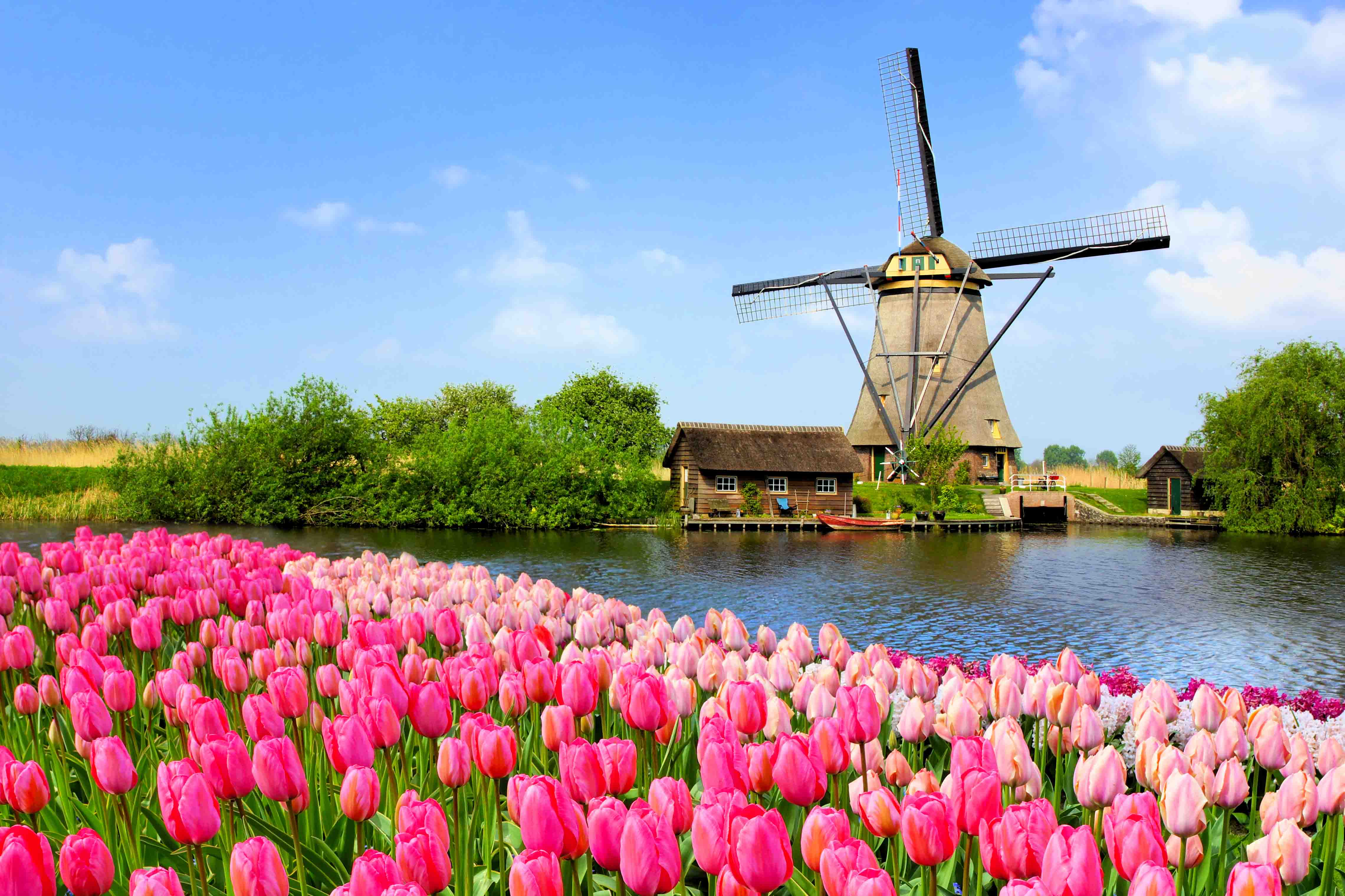 Fioritura dei tulipani in Olanda: quando organizzare un viaggio