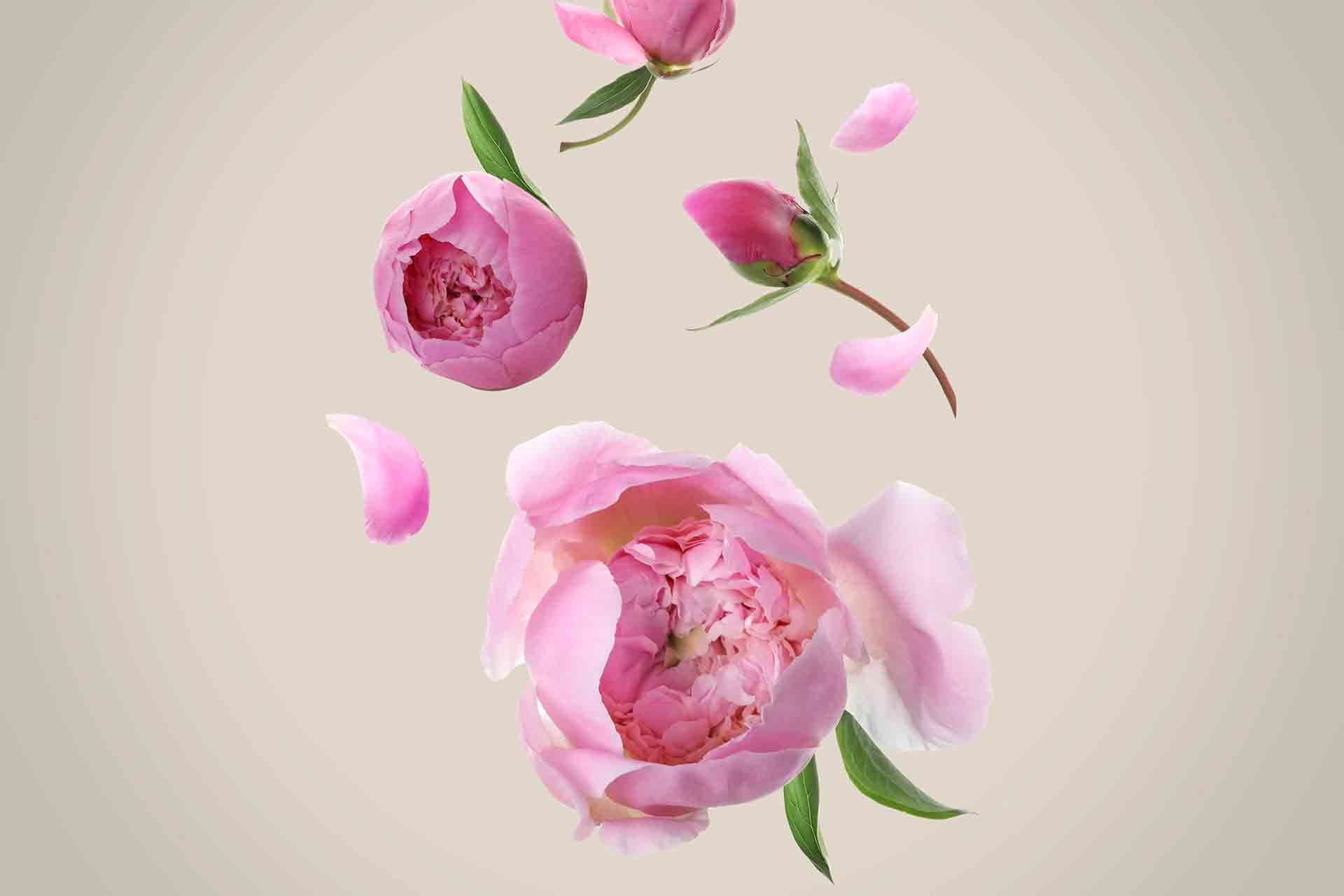 Peonia: proprietà e benefici per la bellezza