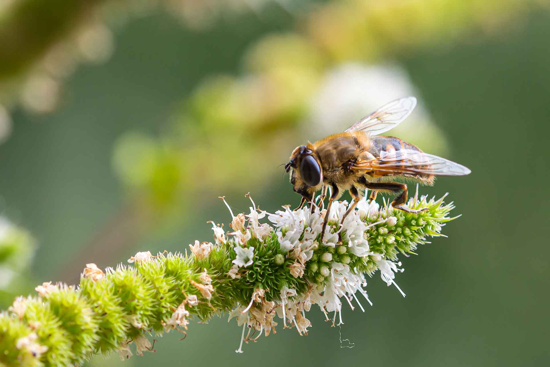 Cos'è la biodiversità e come spiegarla ai bambini